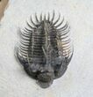 Fantastic Comura Trilobite - No Restoration #7139-2